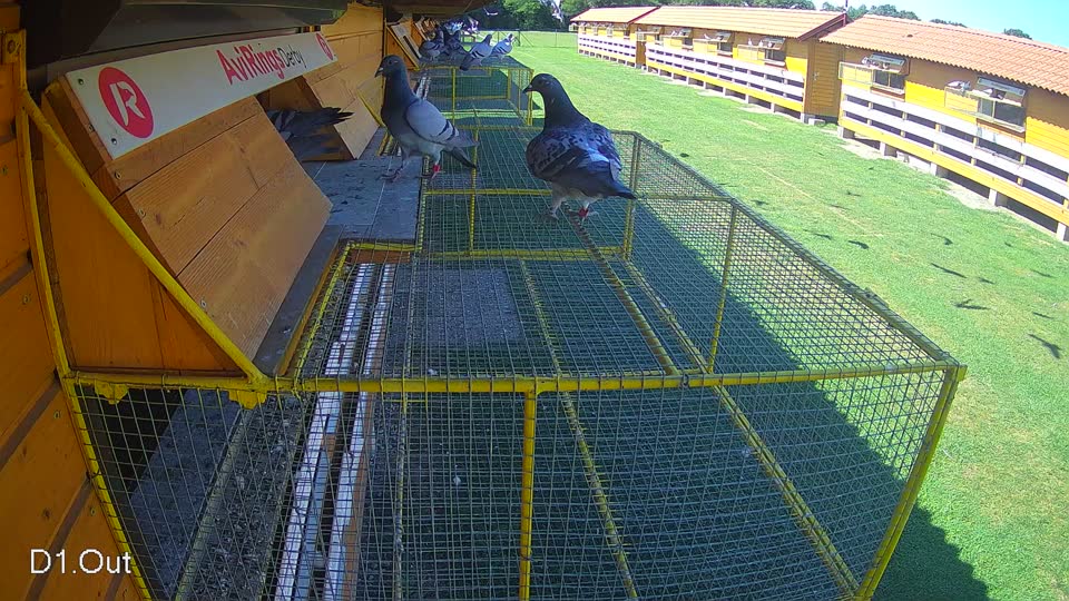 Pigeon Arrival Image For Race Race 2