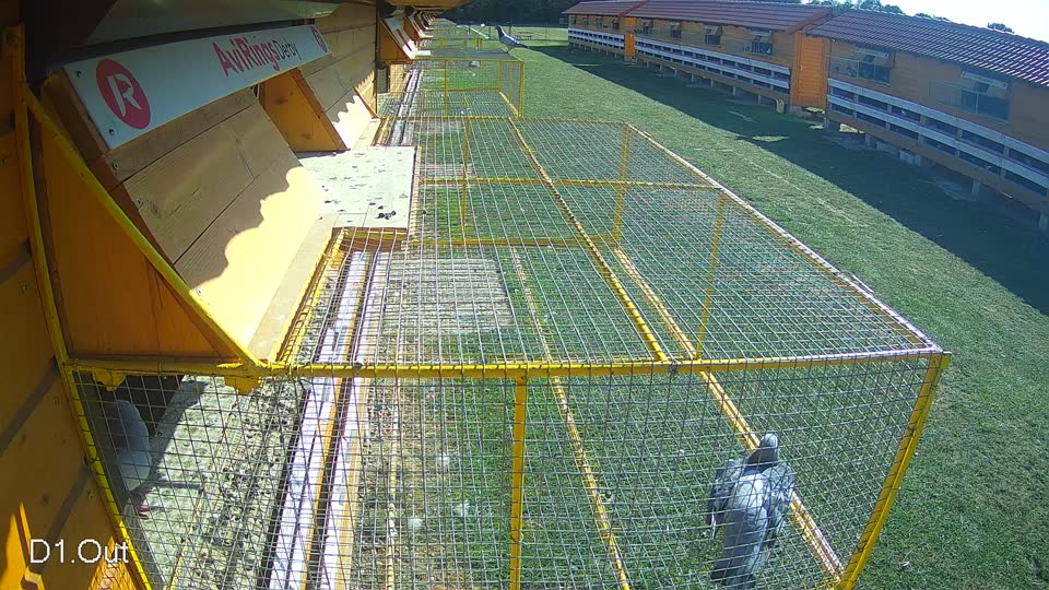 Pigeon Arrival Image For Race Race 5