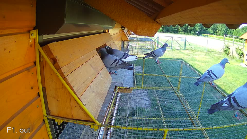 Pigeon Arrival Image For Race Race 1