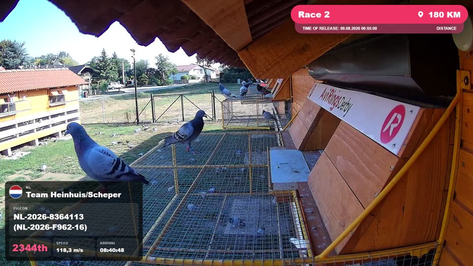 Pigeon Arrival Image For Race Race 2