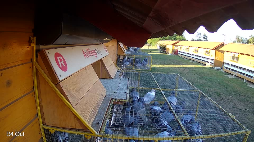 Pigeon Arrival Image For Race Race 2
