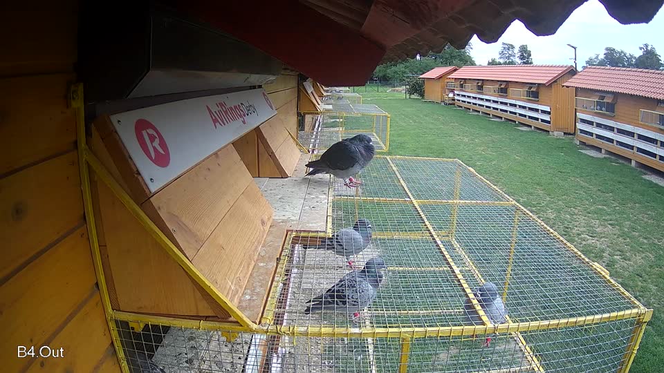 Pigeon Arrival Image For Race Race 6