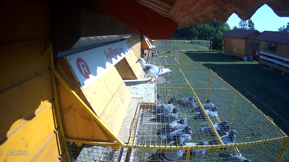 Pigeon Arrival Image For Race Race 5