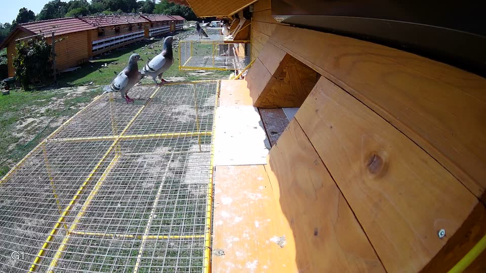 Pigeon Arrival Image For Race Race 3