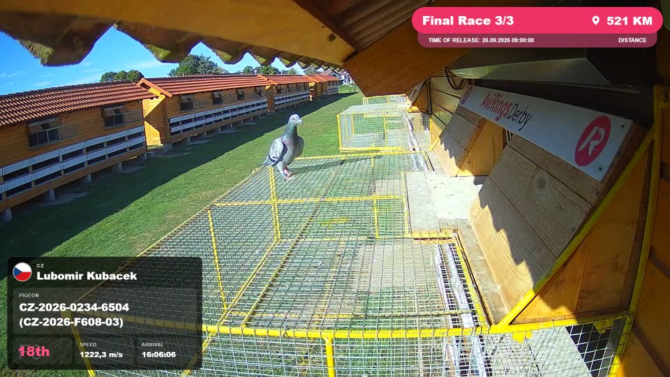 Pigeon Arrival Image For Race Final Race 3/3