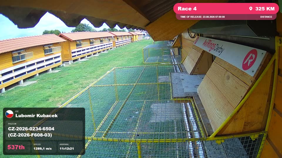 Pigeon Arrival Image For Race Race 4