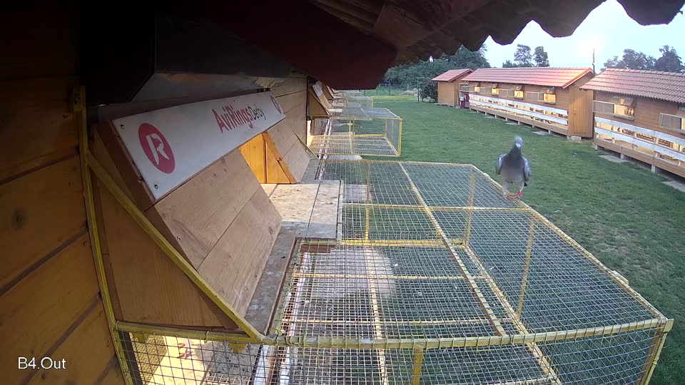 Pigeon Arrival Image For Race Final race 1