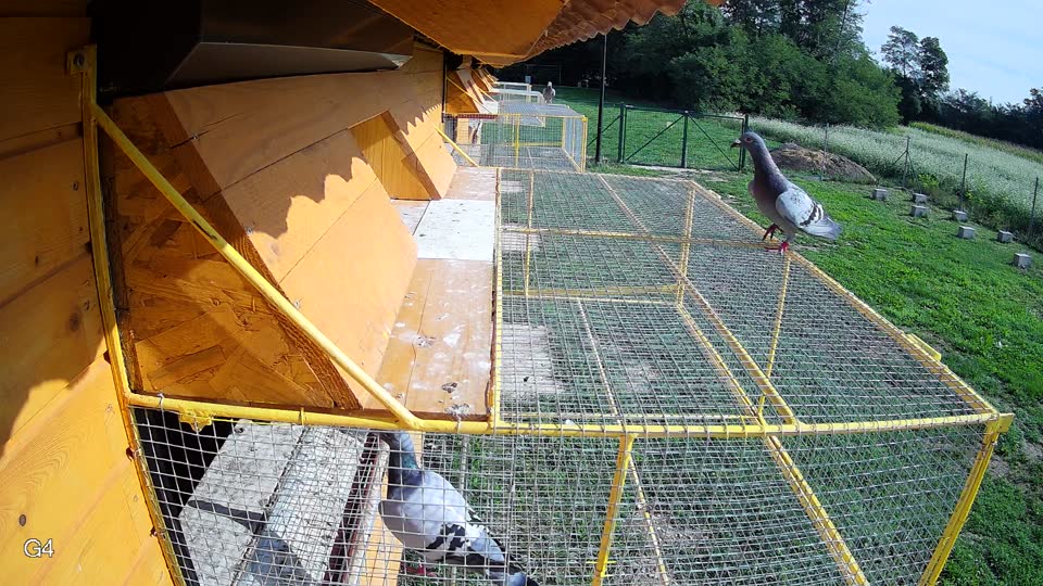 Pigeon Arrival Image For Race Final race 1
