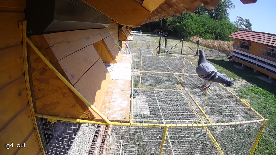 Pigeon Arrival Image For Race Race 2