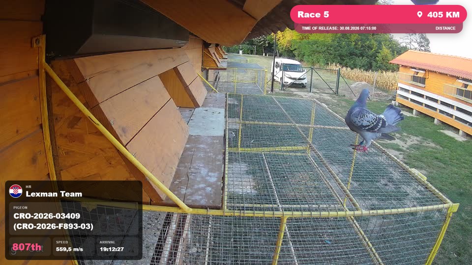 Pigeon Arrival Image For Race Race 5