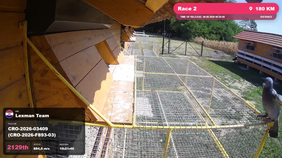 Pigeon Arrival Image For Race Race 2