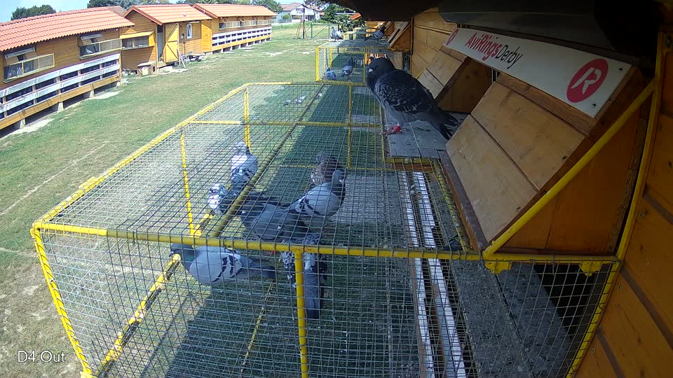Pigeon Arrival Image For Race Race 4