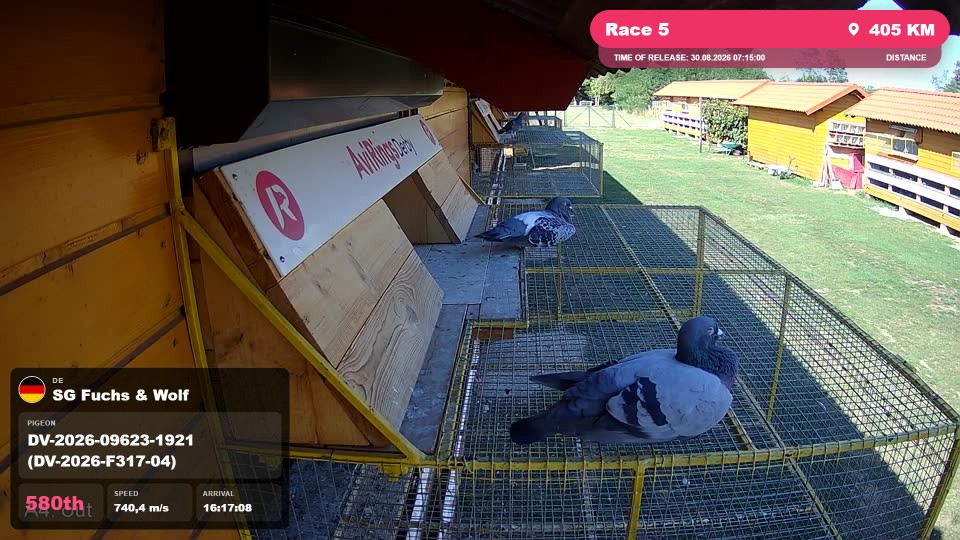 Pigeon Arrival Image For Race Race 5