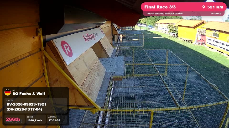 Pigeon Arrival Image For Race Final Race 3/3
