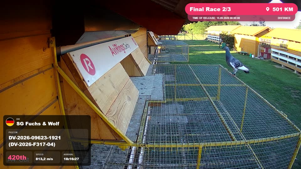 Pigeon Arrival Image For Race Final Race 2/3