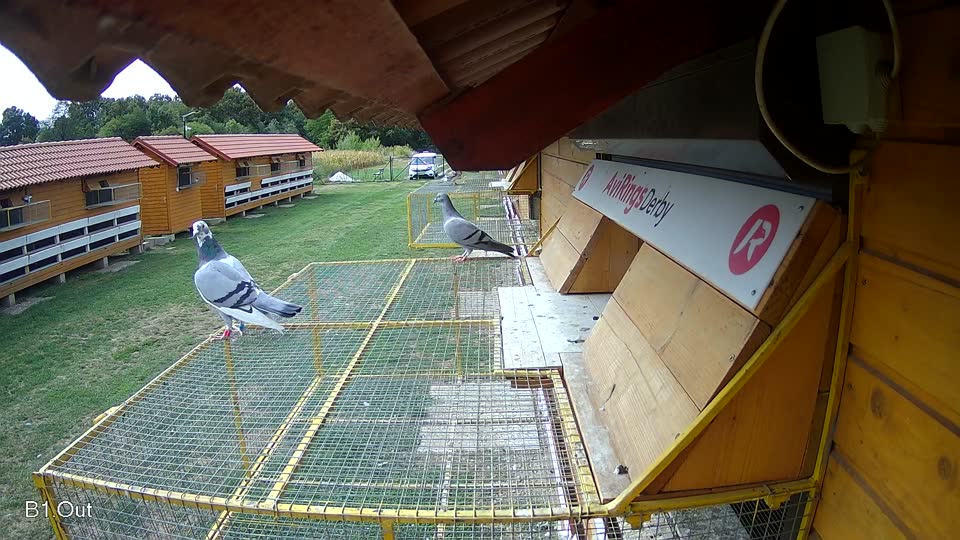 Pigeon Arrival Image For Race Race 4