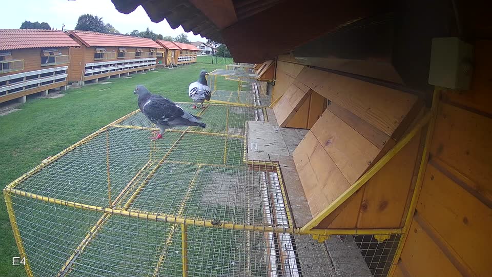 Pigeon Arrival Image For Race Final race 2