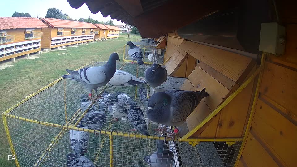 Pigeon Arrival Image For Race Race 4