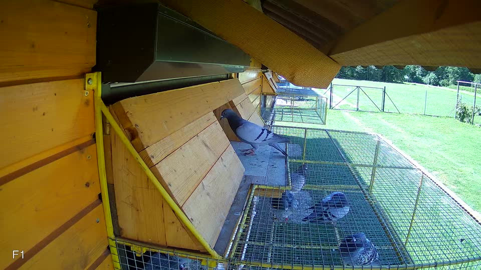 Pigeon Arrival Image For Race Race 2