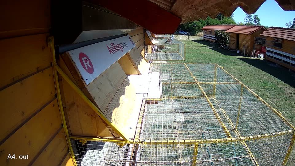 Pigeon Arrival Image For Race Race 3