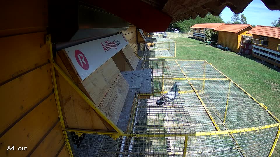 Pigeon Arrival Image For Race Final Race 1/3