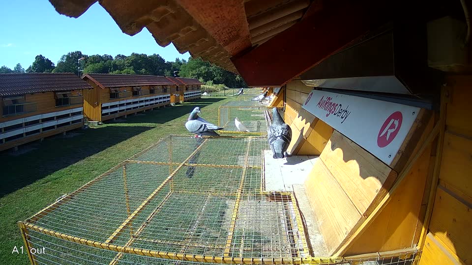 Pigeon Arrival Image For Race Race 2