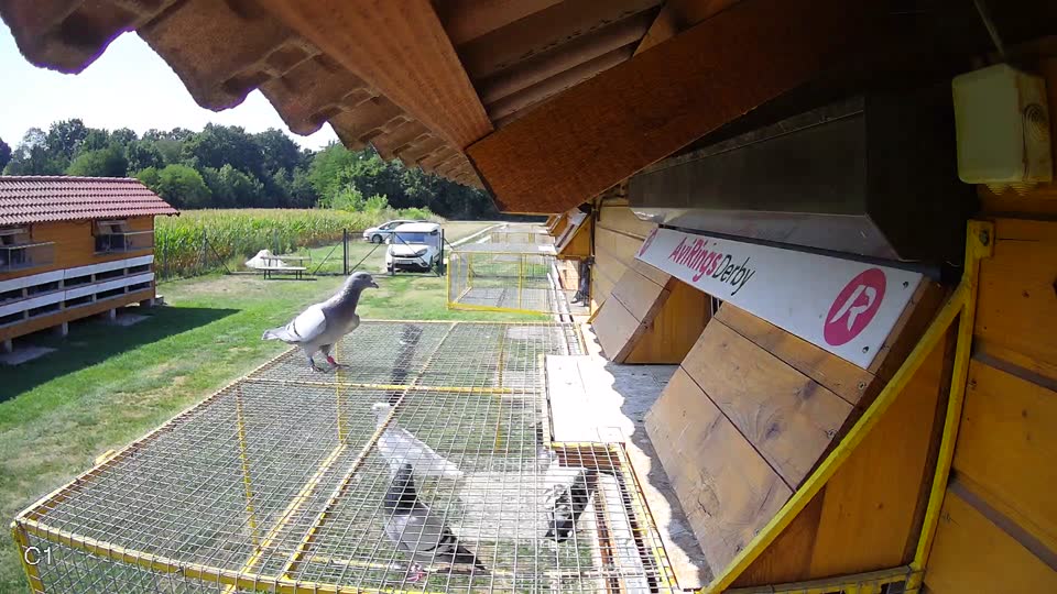 Pigeon Arrival Image For Race Race 1