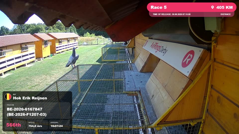 Pigeon Arrival Image For Race Race 5