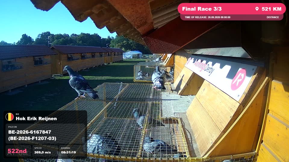 Pigeon Arrival Image For Race Final Race 3/3