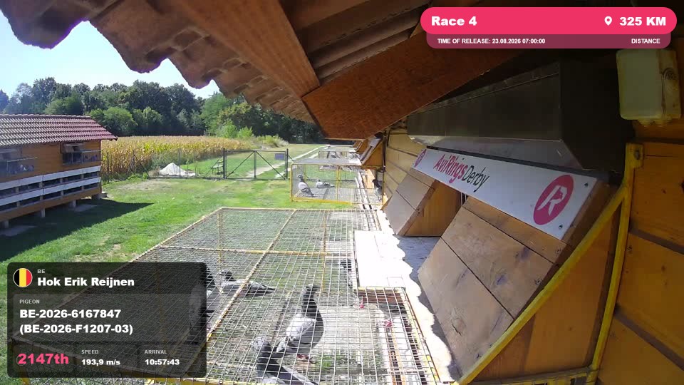 Pigeon Arrival Image For Race Race 4
