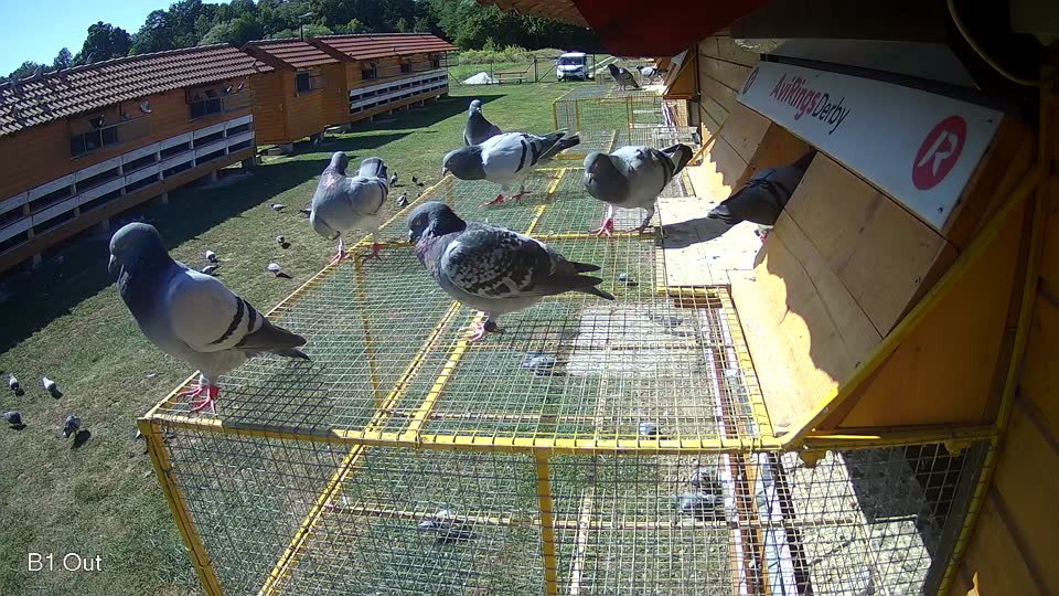 Pigeon Arrival Image For Race Race 4