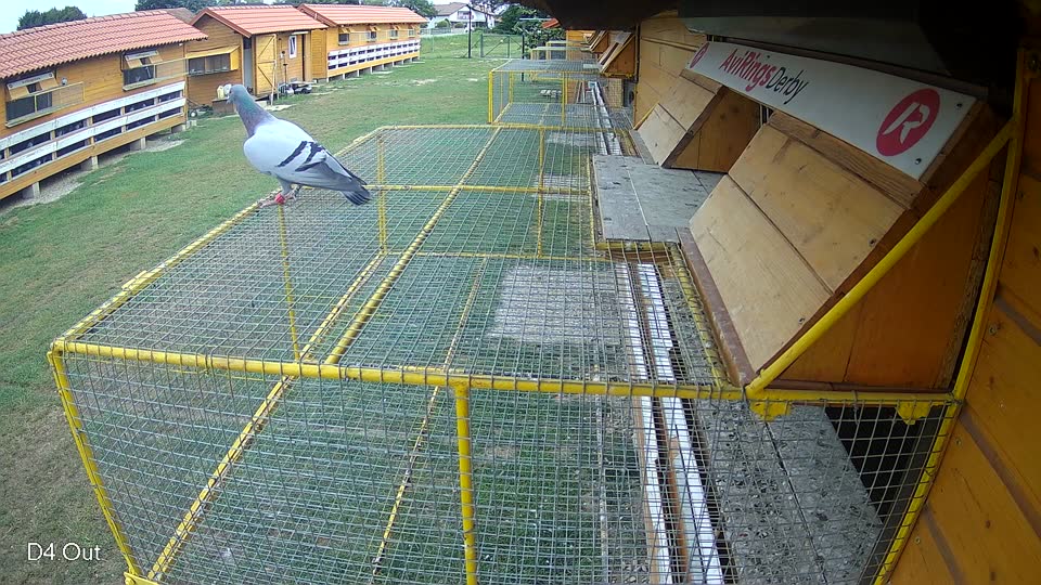 Pigeon Arrival Image For Race Race 3