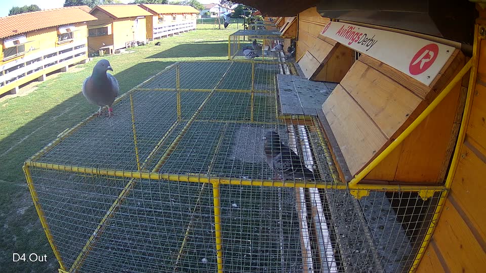 Pigeon Arrival Image For Race Race 5