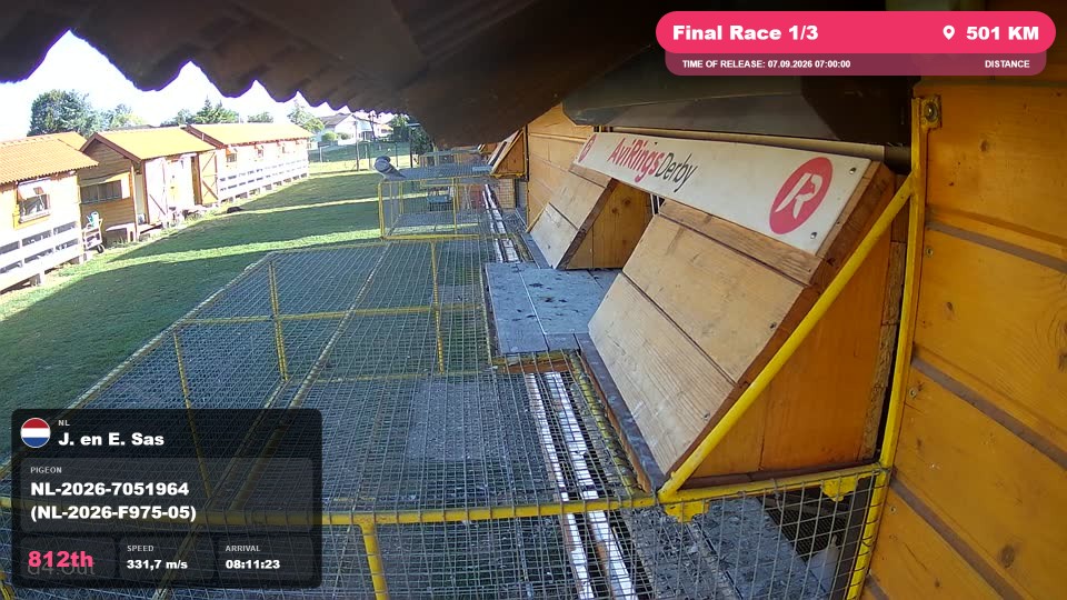 Pigeon Arrival Image For Race Final Race 1/3