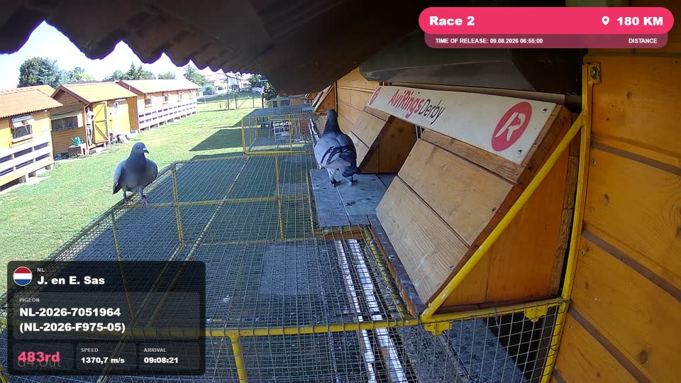 Pigeon Arrival Image For Race Race 2