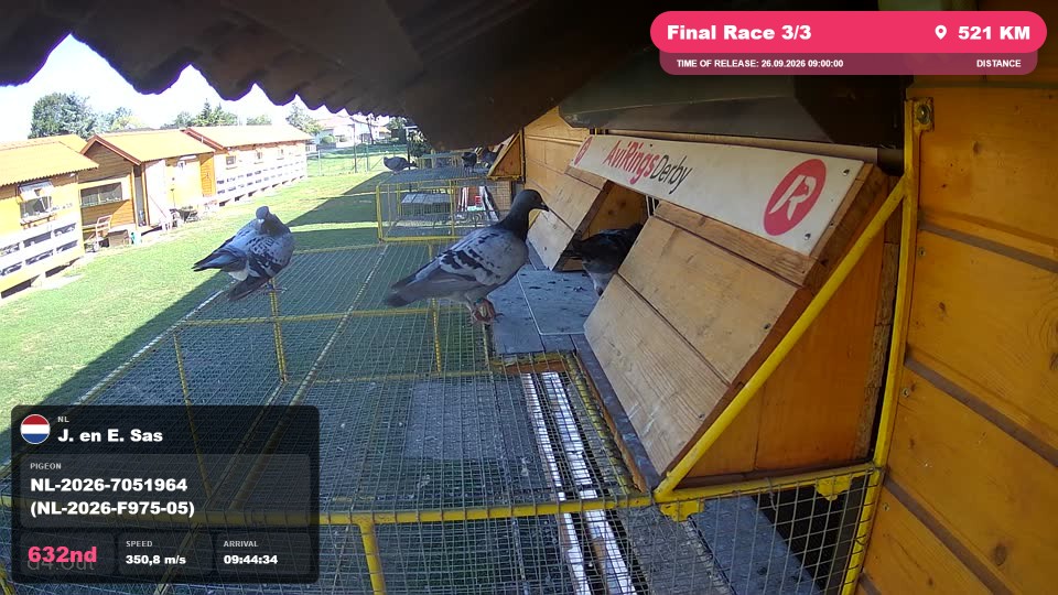 Pigeon Arrival Image For Race Final Race 3/3