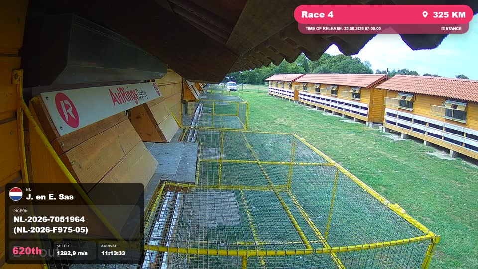 Pigeon Arrival Image For Race Race 4