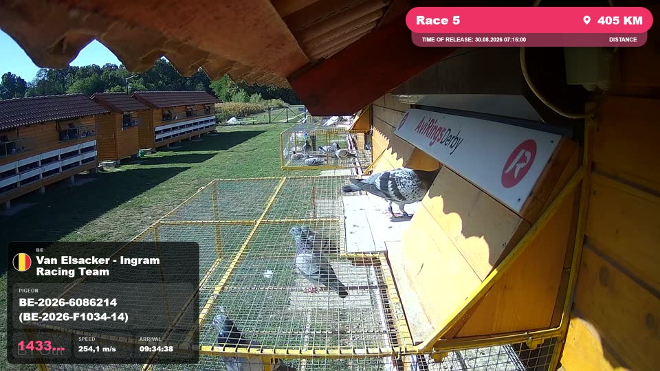 Pigeon Arrival Image For Race Race 5