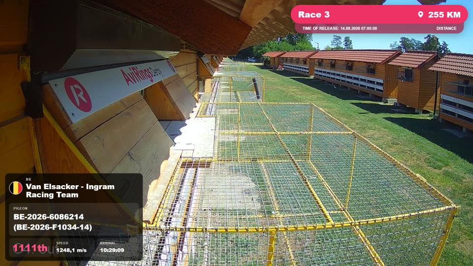 Pigeon Arrival Image For Race Race 3