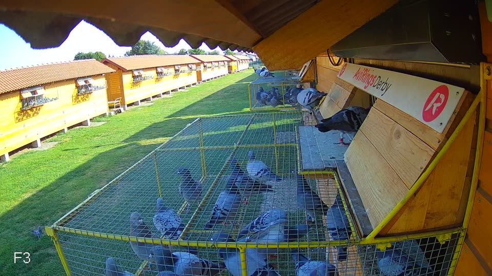 Pigeon Arrival Image For Race Race 1