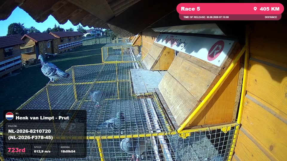 Pigeon Arrival Image For Race Race 5