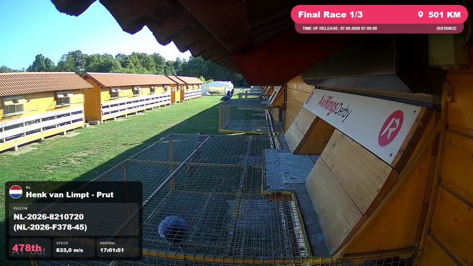 Pigeon Arrival Image For Race Final Race 1/3