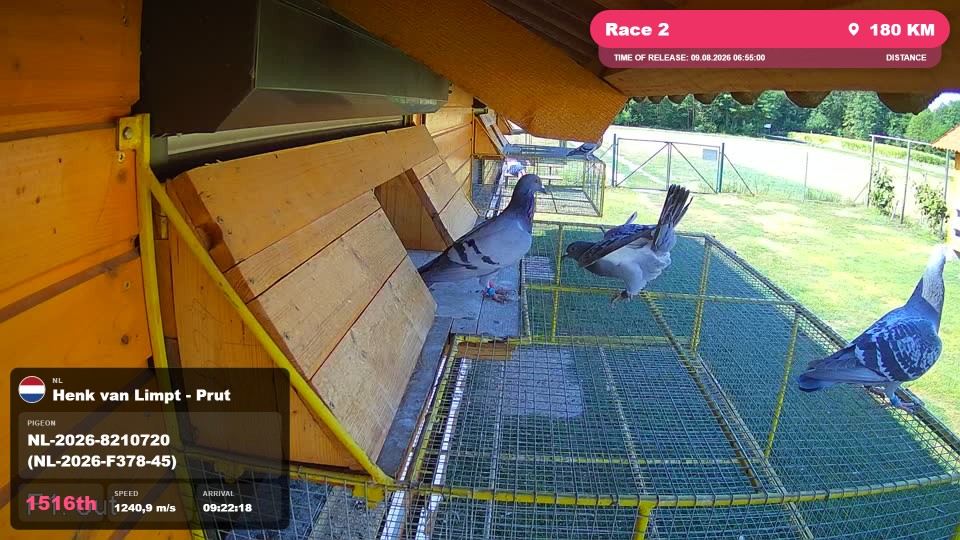 Pigeon Arrival Image For Race Race 2