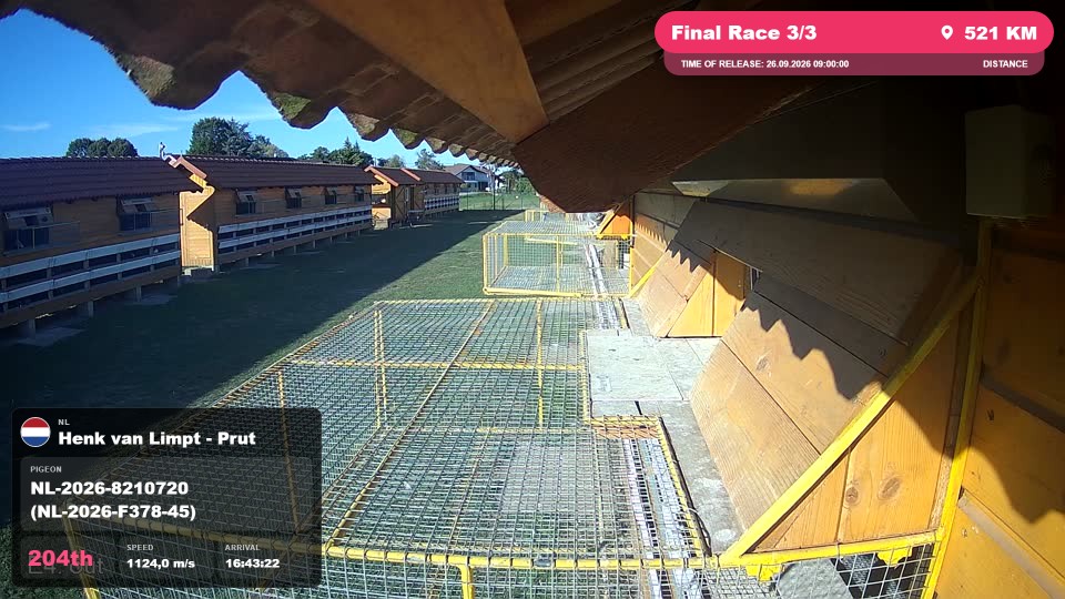 Pigeon Arrival Image For Race Final Race 3/3
