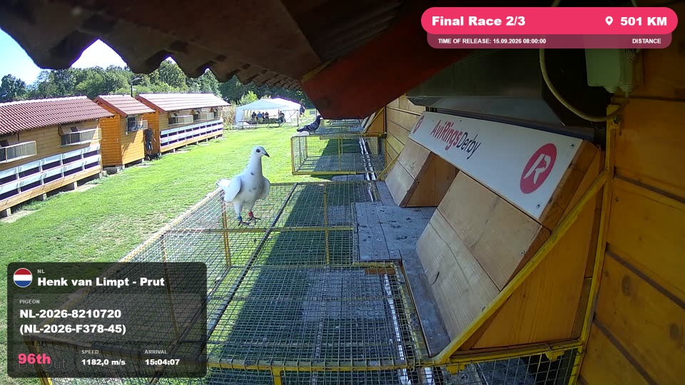 Pigeon Arrival Image For Race Final Race 2/3