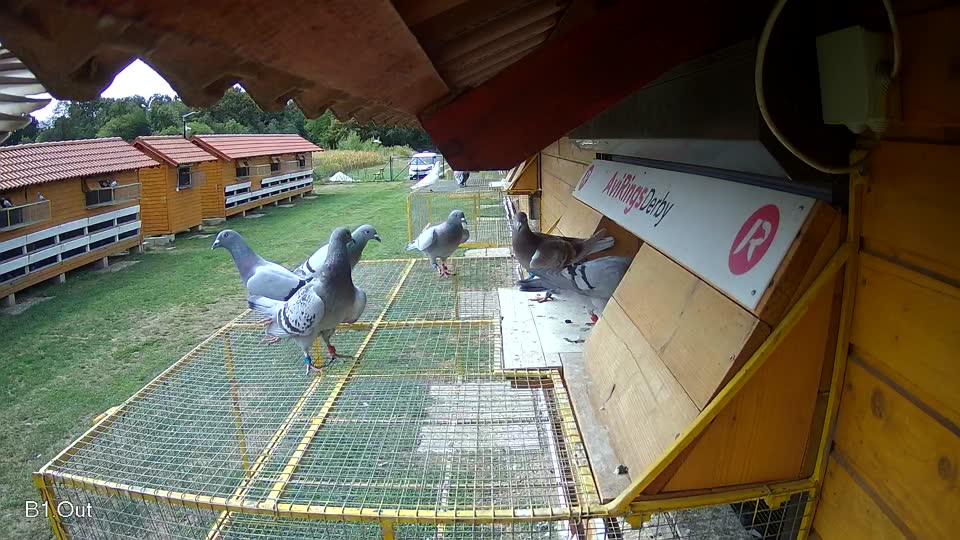 Pigeon Arrival Image For Race Race 4