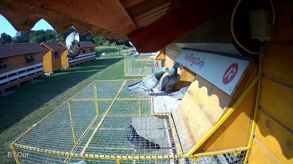Pigeon Arrival Image For Race Race 1