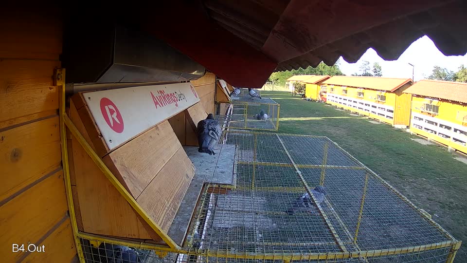 Pigeon Arrival Image For Race Race 5