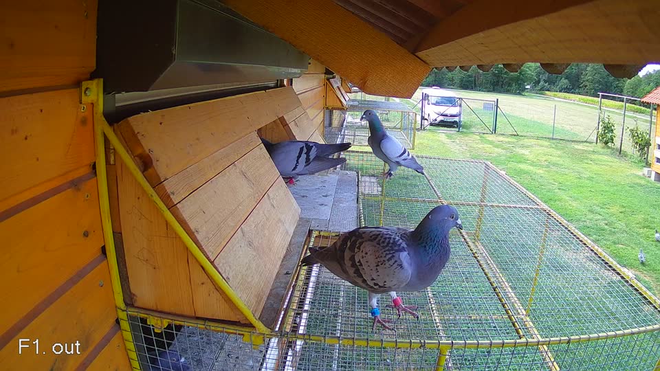 Pigeon Arrival Image For Race Race 4