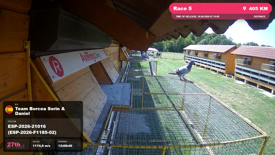 Pigeon Arrival Image For Race Race 5